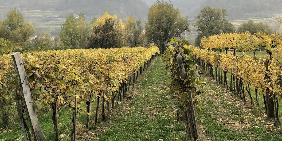 Grape Selection Guide