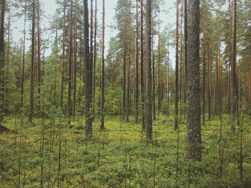 Wine Tasting Methods and Evaluation Techniques