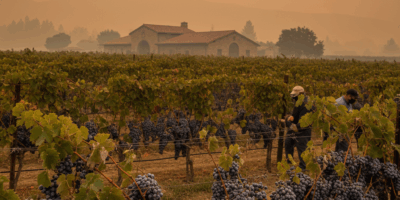 img 58b8326d 20260225 052552